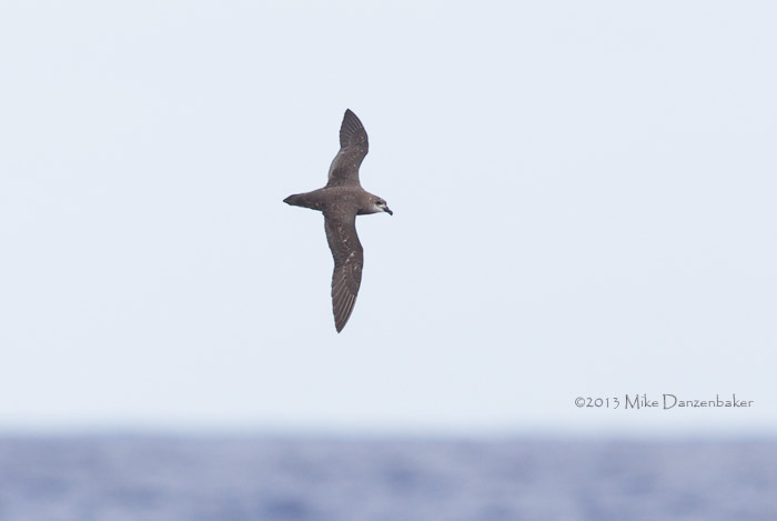 Unidentified Petrel (Pterodroma incerta) photo image