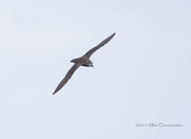 Unidentified Petrel (Pterodroma incerta) photo image