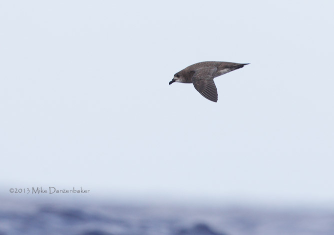 Unidentified Petrel (Pterodroma incerta) photo