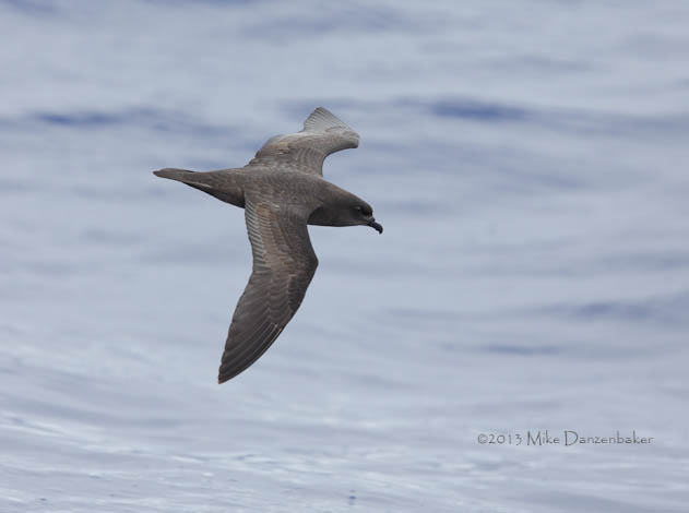 Unidentified Petrel (Pterodroma incerta) photo image