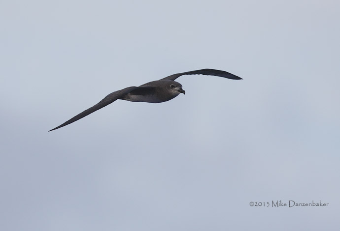 Unidentified Petrel (Pterodroma incerta) photo