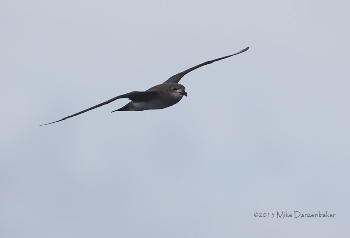 Unidentified Petrel (Pterodroma incerta) photo image
