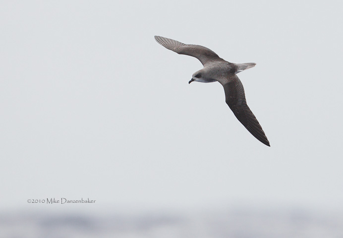 Zino's Petrel (Pterodroma madeira) photo image