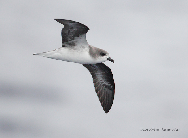 Zino's Petrel (Pterodroma madeira) photo