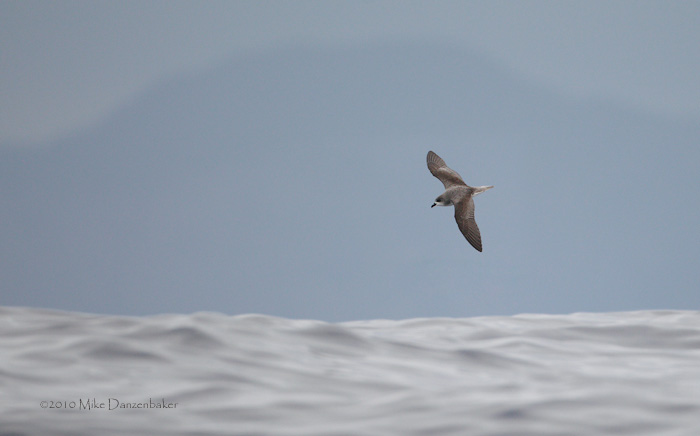 Zino's Petrel (Pterodroma madeira) photo image