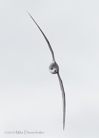 Zino's Petrel (Pterodroma madeira) photo image