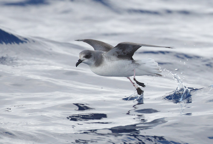 Zino's Petrel (Pterodroma madeira) photo image
