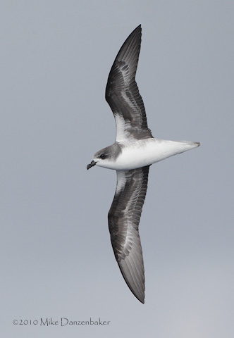 Zino's Petrel (Pterodroma madeira) photo