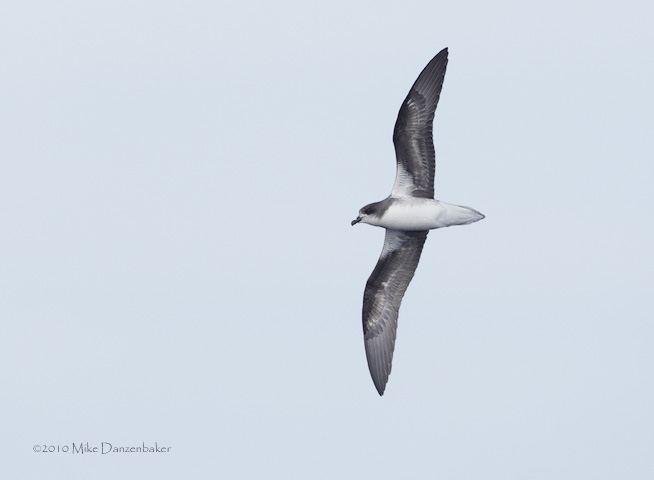 Zino's Petrel (Pterodroma madeira) photo image