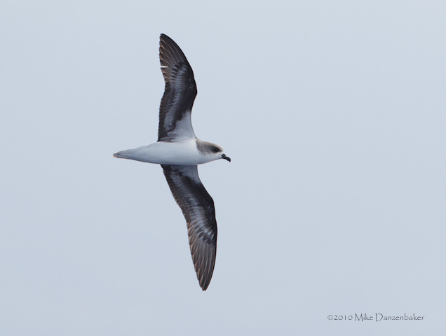 Zino's Petrel (Pterodroma madeira) photo image