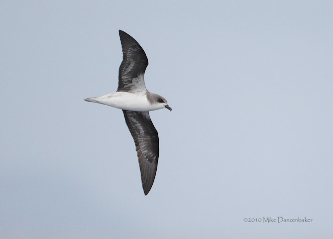Zino's Petrel (Pterodroma madeira) photo image