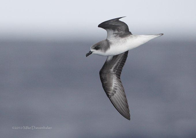Zino's Petrel (Pterodroma madeira) photo