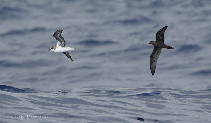 Zino's Petrel (Pterodroma madeira) photo image