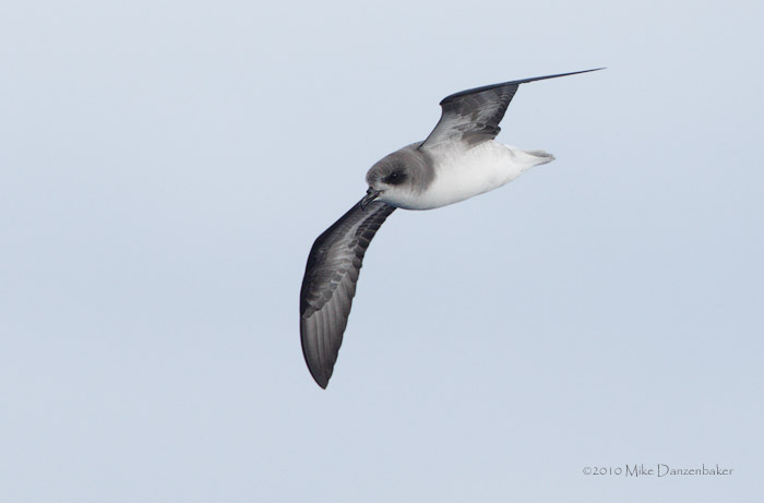 Zino's Petrel (Pterodroma madeira) photo image
