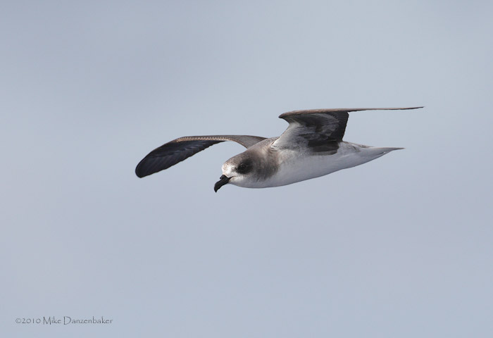 Zino's Petrel (Pterodroma madeira) photo image