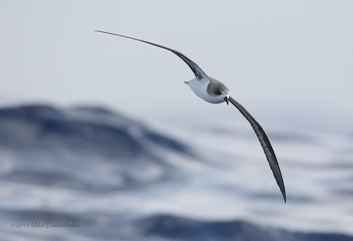 Zino's Petrel (Pterodroma madeira) photo image