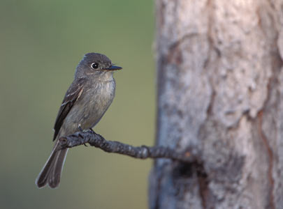 Cuban Pewee (Contopus caribaeus) photo image