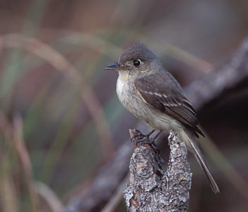 Cuban Pewee (Contopus caribaeus) photo image