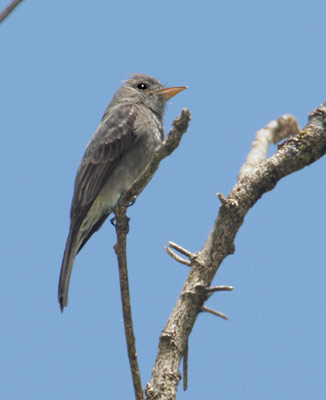 Dark Pewee (Contopus lugubris) photo