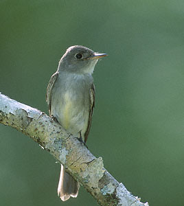 Eastern Wood Pewee (Contopus virens) photo image