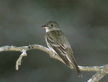 Eastern Wood Pewee (Contopus virens) photo image