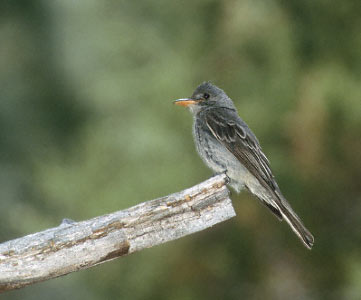 Greater Pewee (Contopus pertinax) photo image