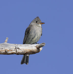 Greater Pewee (Contopus pertinax) photo image