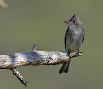 Greater Pewee (Contopus pertinax) photo image