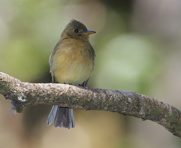 Ochraceous Pewee (Contopus ochraceus) photo image
