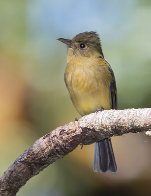 Ochraceous Pewee (Contopus ochraceus) photo image