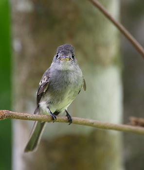 Tropical Pewee (Contopus cinereus) photo image