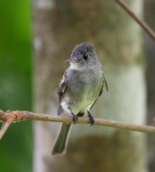 Tropical Pewee (Contopus cinereus) photo image