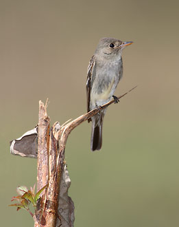 Tropical Pewee (Contopus cinereus) photo image