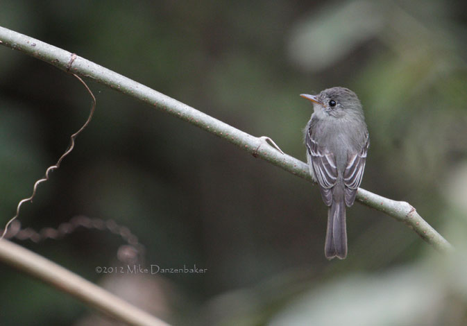 Tumbes Pewee (Contopus punensis) photo image