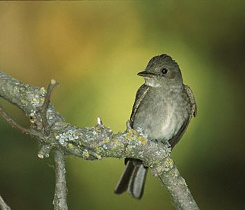 Western Wood Pewee (Contopus sordidulus) photo image