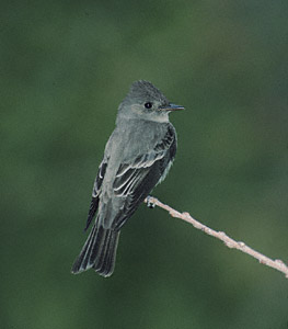 Western Wood Pewee (Contopus sordidulus) photo image