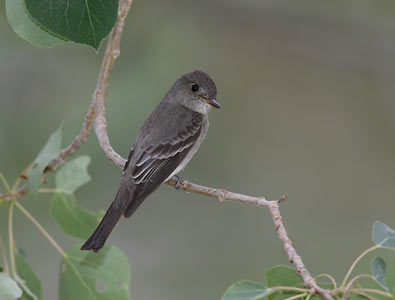 Western Wood Pewee (Contopus sordidulus) photo image