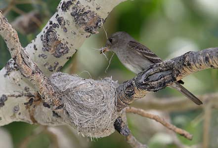 Western Wood Pewee (Contopus sordidulus) photo image