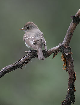 Western Wood Pewee (Contopus sordidulus) photo image