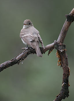 Western Wood Pewee (Contopus sordidulus) photo image