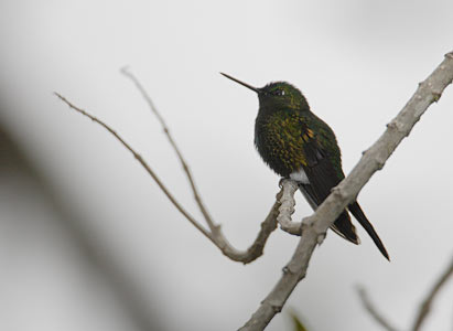 Black-breasted Puffleg (Eriocnemis nigrivestis) photo image