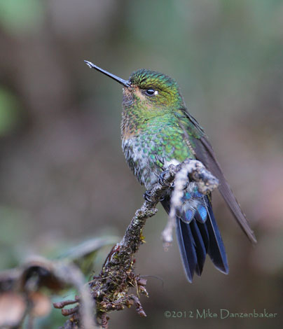 Glowing Puffleg (Eriocnemis vestita) photo