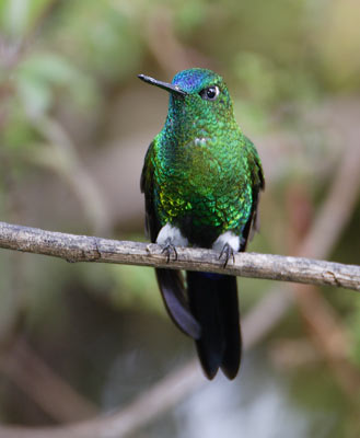 Sapphire-vented Puffleg (Eriocnemis luciani) photo image