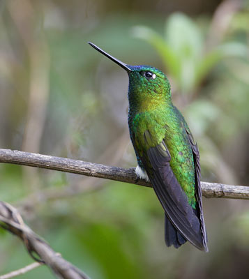 Sapphire-vented Puffleg (Eriocnemis luciani) photo image