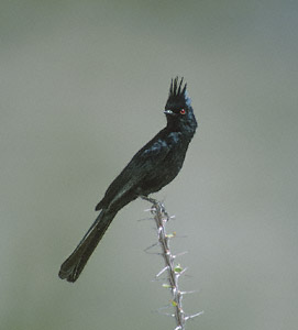 Phainopepla (Phainopepla nitens) photo image