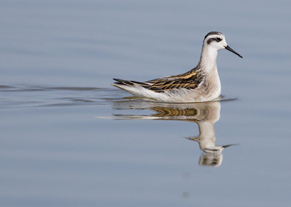 Red-necked Phalarope (Phalaropus lobatus) photo image