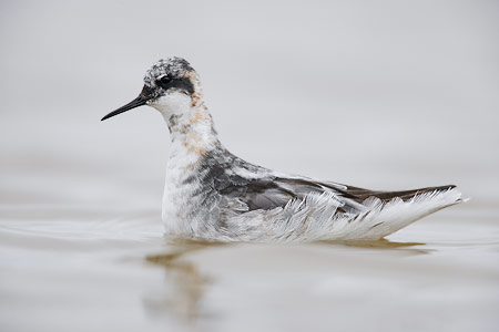 Red-necked Phalarope (Phalaropus lobatus) photo image
