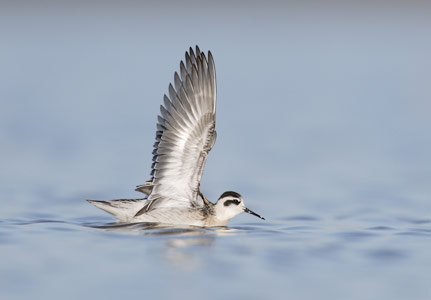 Red-necked Phalarope (Phalaropus lobatus) photo image