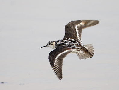 Red-necked Phalarope (Phalaropus lobatus) photo image