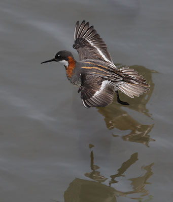 Red-necked Phalarope (Phalaropus lobatus) photo image